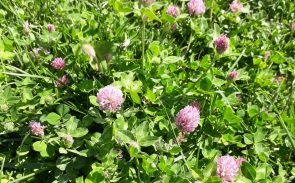 Çayır Üçgülü (Trifolium Pratense)