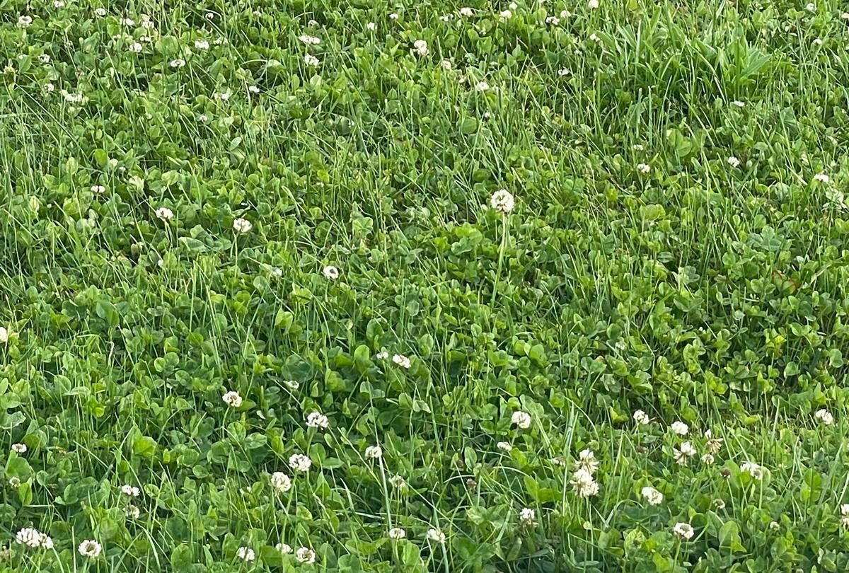 Ak Üçgül (Trifolium Repens)