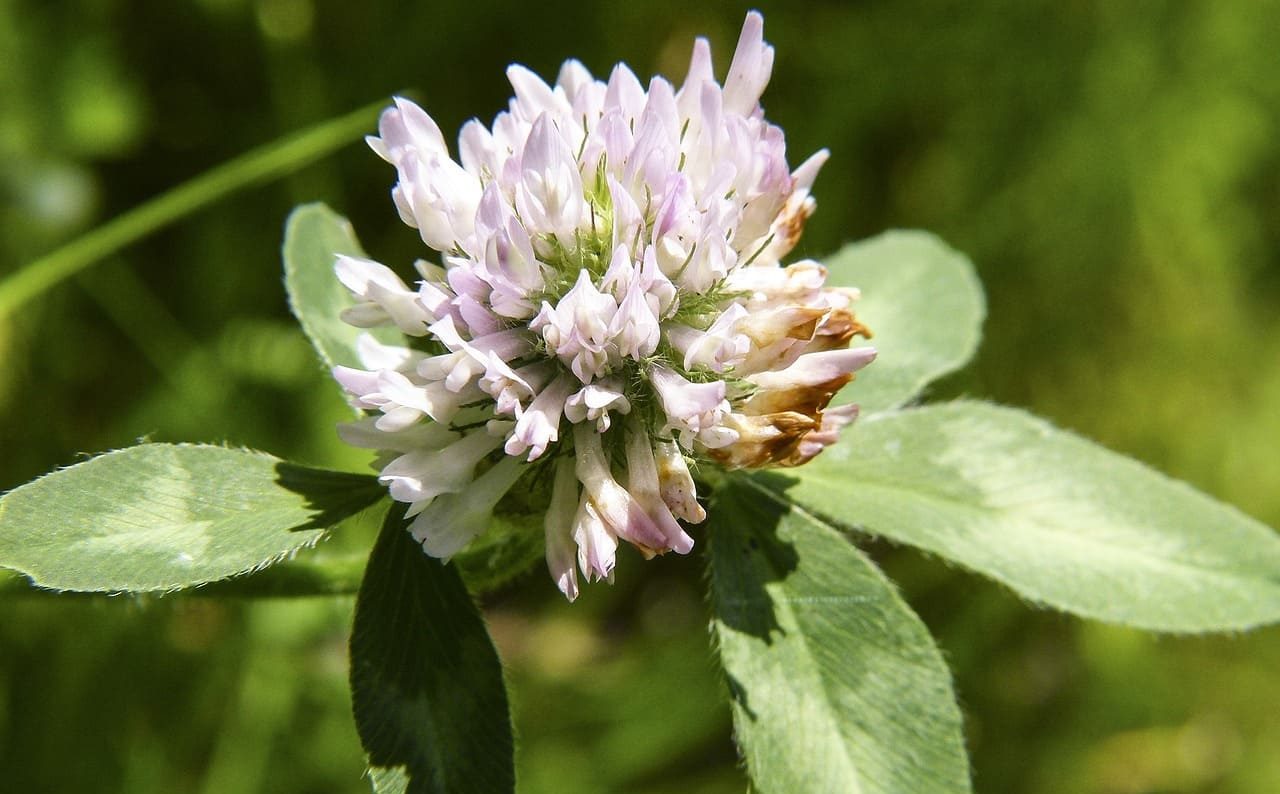 İskenderiye Üçgülü (Trifolium Alexandrinum)